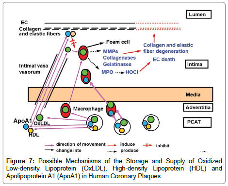 cardiovascular-research-Possible-Mechanisms