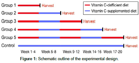 cardiovascular-research-Schematic-outline