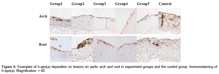 cardiovascular-research-aortic-arch