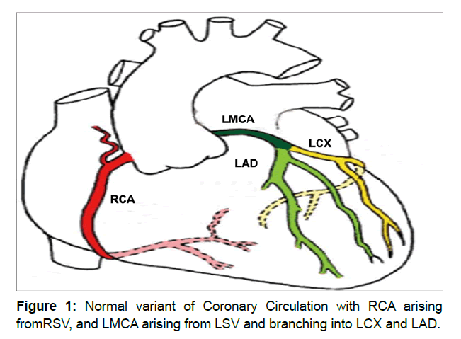 cardiovascular-research-coronary-circulation