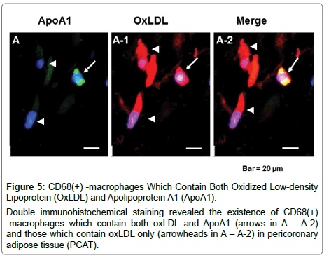 cardiovascular-research-immunohistochemical