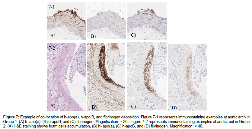 cardiovascular-research-immunostaining