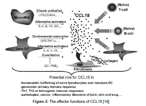 cell-biology-effector-functions