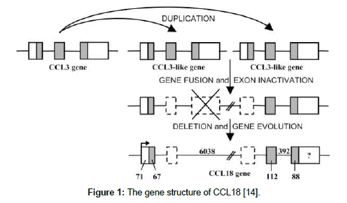 cell-biology-gene-structure