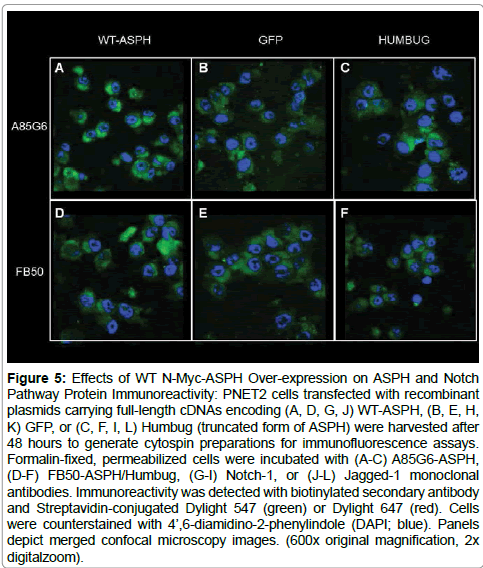 cell-biology-monoclonal-antibodies