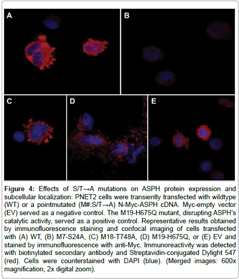 cell-biology-motility-blue