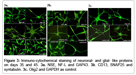 cell-biology-neuronal