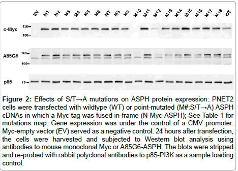 cell-biology-protein-expression