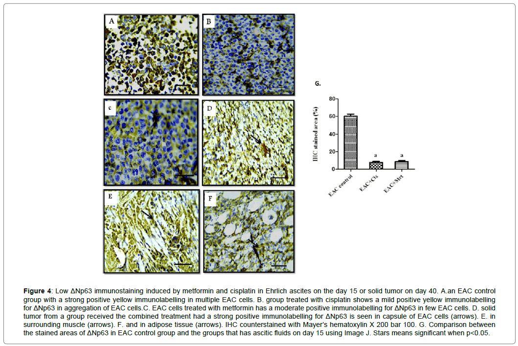 clinical-experimental-oncology-immunostaining