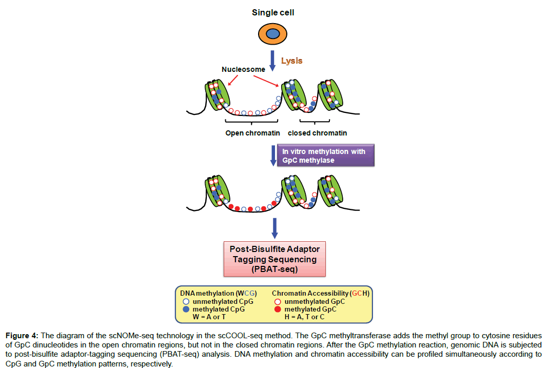 clinical-genomics-cytosine-residues