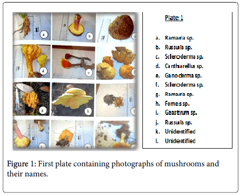clinical-nutrition-metabolism-First-plate