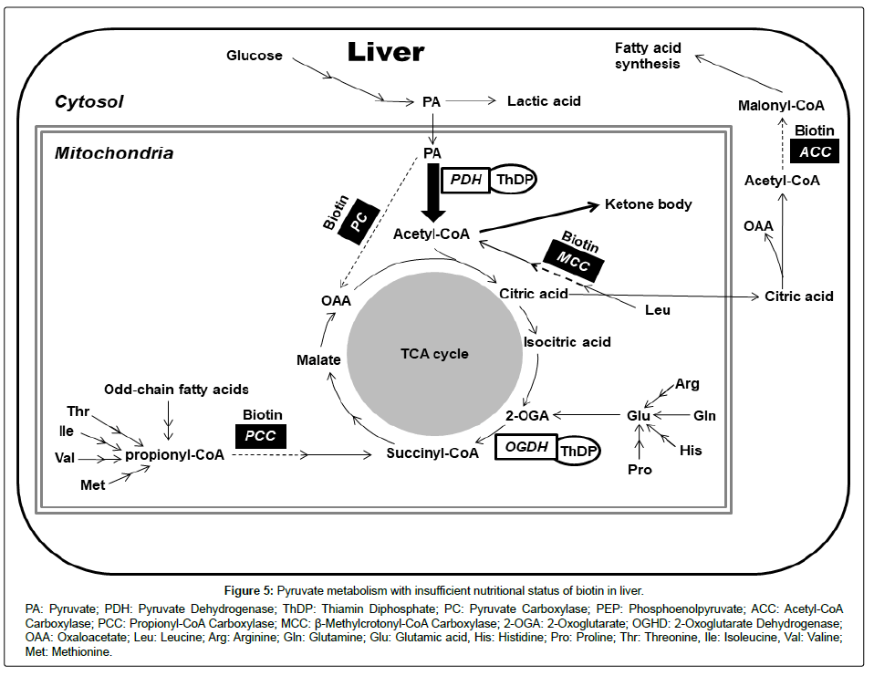 clinical-nutrition-metabolism-Pyruvate-metabolism