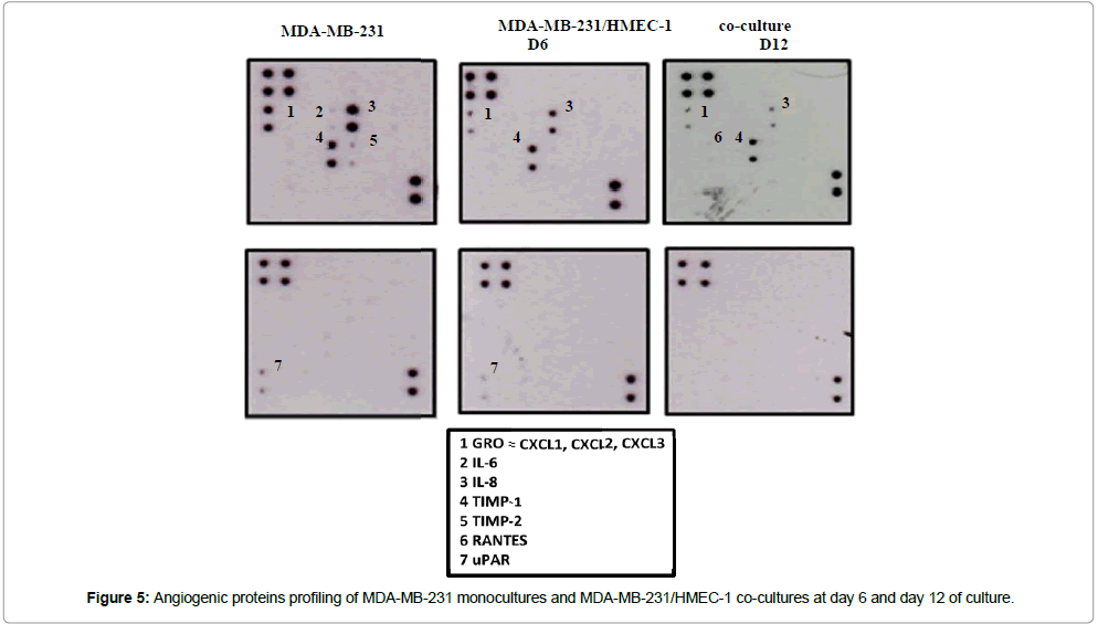 clinical-oncology-Angiogenic-proteins
