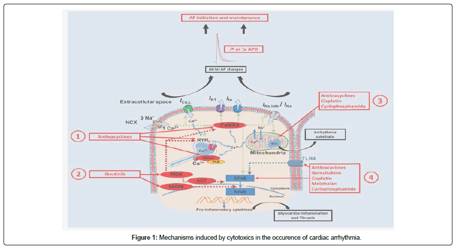 clinical-oncology-cytotoxics