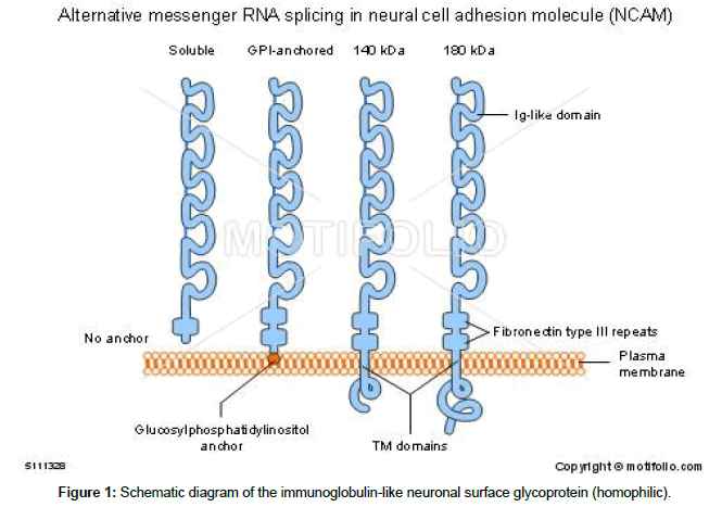 clinical-pathology-Schematic-diagram