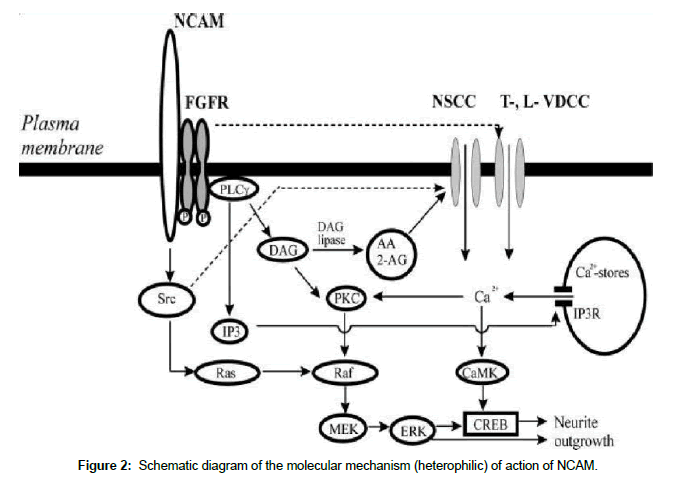 clinical-pathology-molecular-mechanism