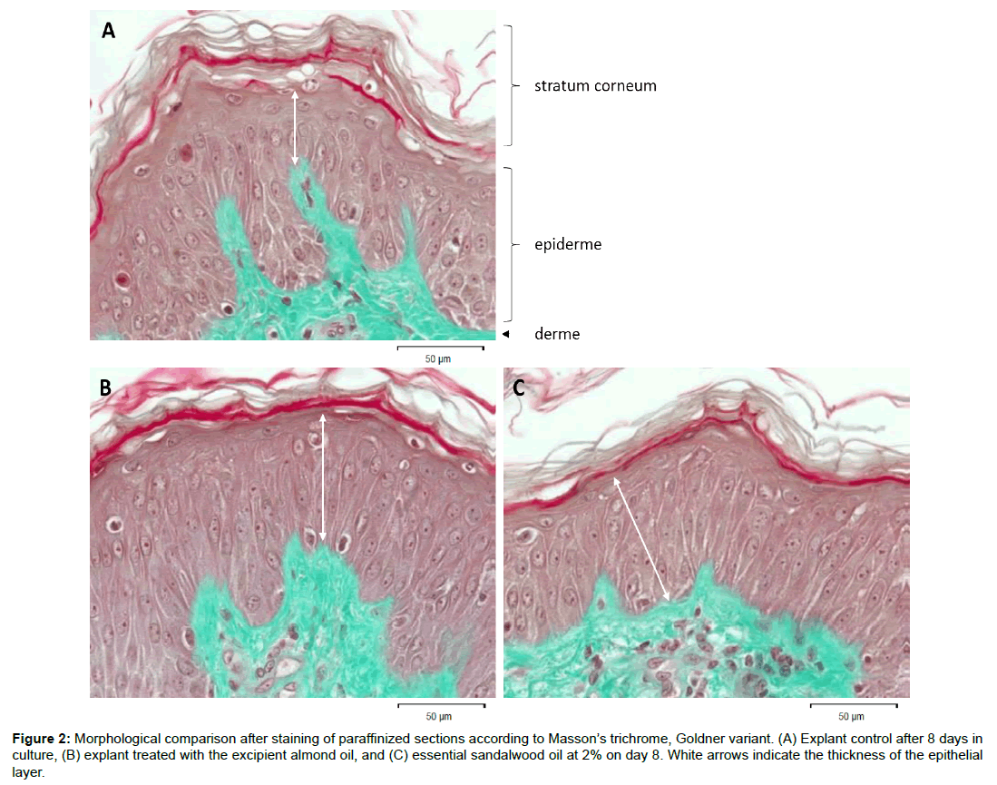 dermatology-research-morphological-comparison