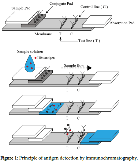 diagnostic-techniques-antigen-detection