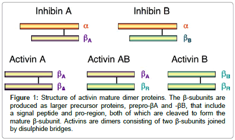 endocrinology-diabetes-activin-mature