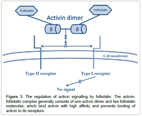 endocrinology-diabetes-bind-activin