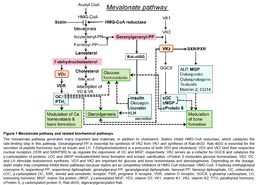 Statins Cause Lifestyle Related Diseases Biochemical