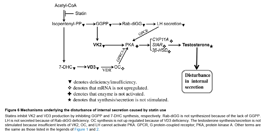 endocrinology-diabetes-internal-secretion