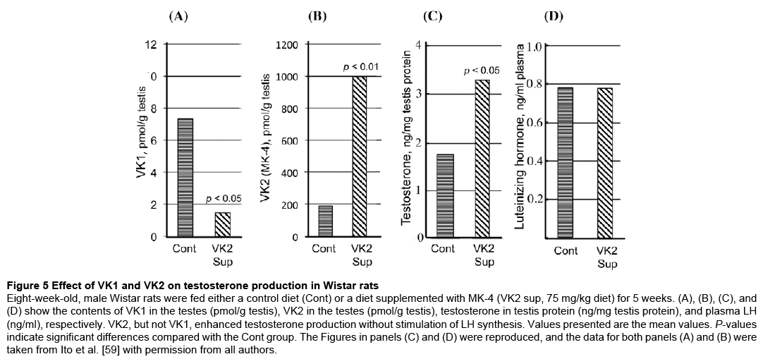 endocrinology-diabetes-testosterone-production