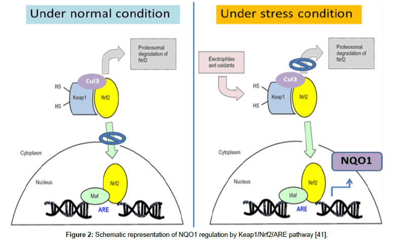 experimental-oncology-Schematic-representation