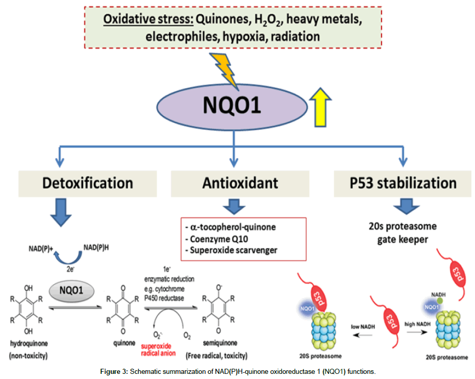 experimental-oncology-Schematic-summarization