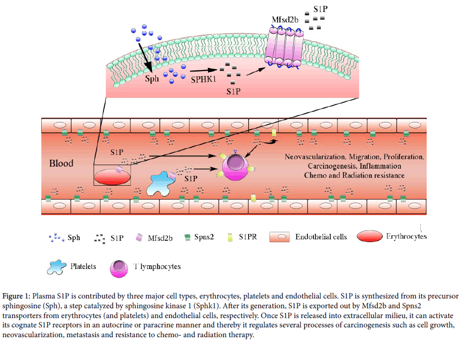 experimental-oncology-cell-types