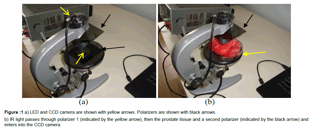 experimental-oncology-polarizers-black-arrows