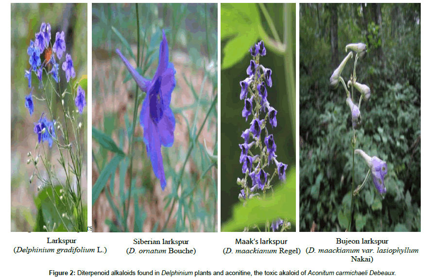 forensic-toxicology-plants-akaloid