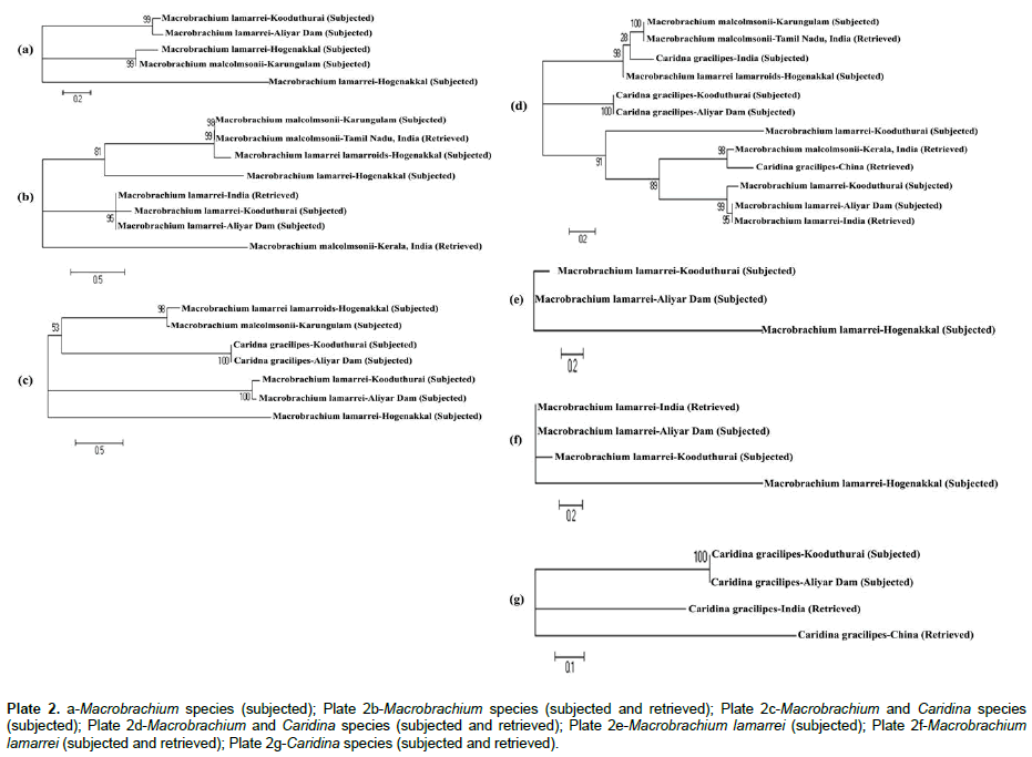 genes-proteins-Macrobrachium