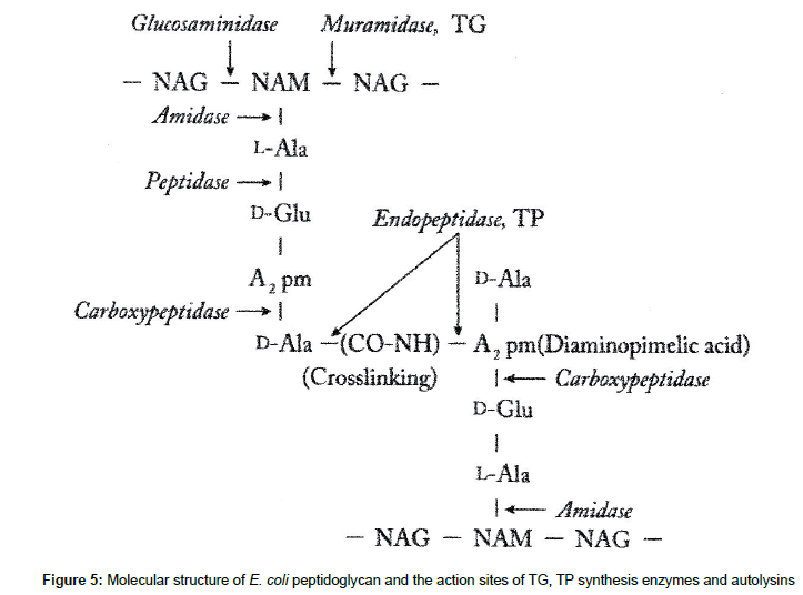 genes-proteins-action-sites