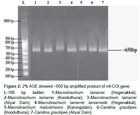 genes-proteins-amplified-product