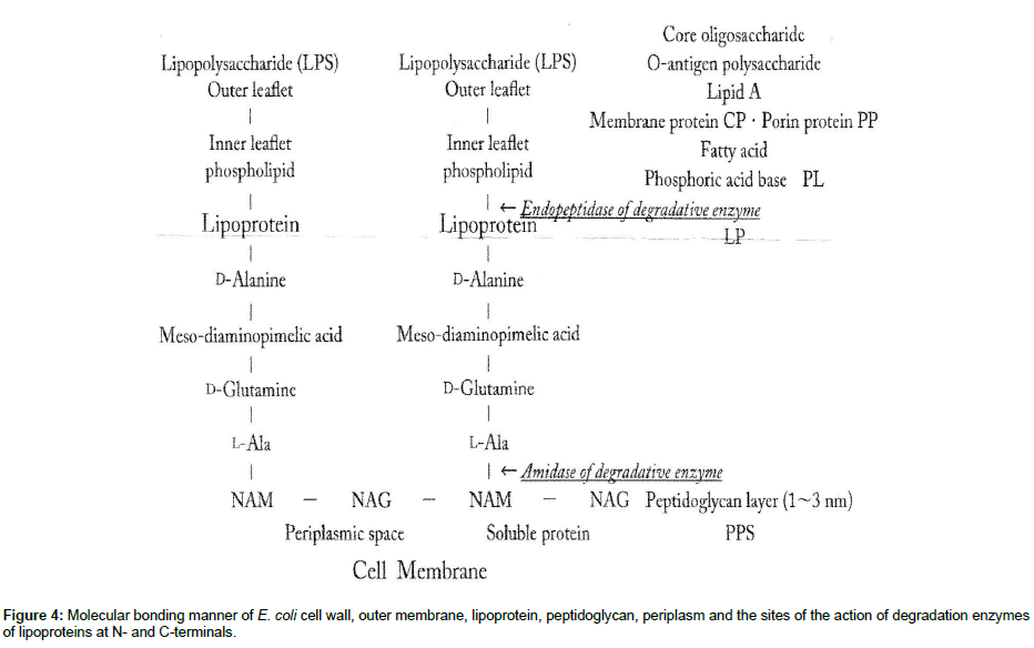 genes-proteins-bonding-manner