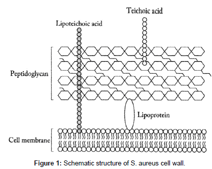 genes-proteins-cell-wall