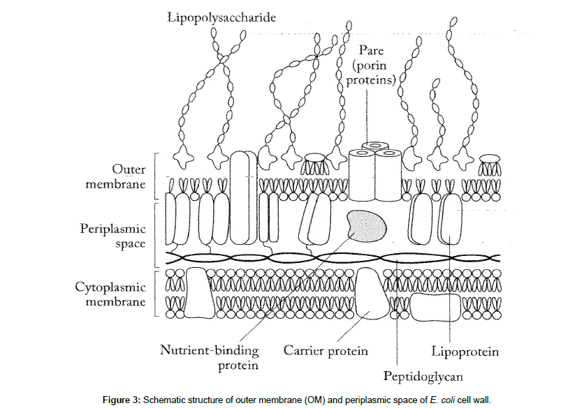 genes-proteins-outer-membrane