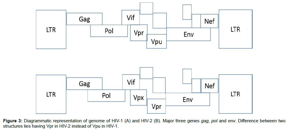 hiv-aids-research-Diagrammatic