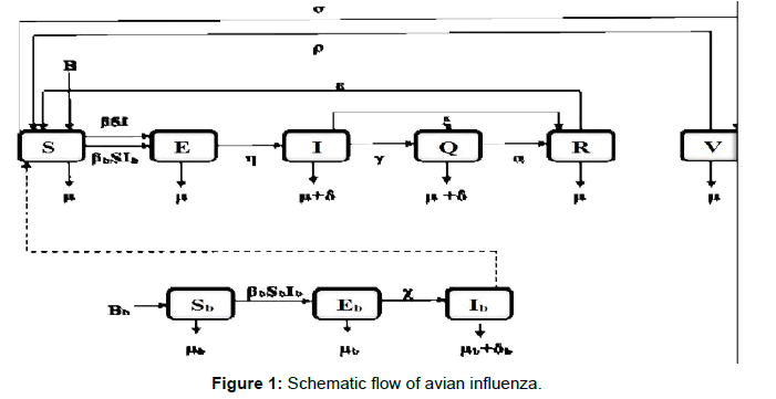 infectious-diseases-schematic-flow