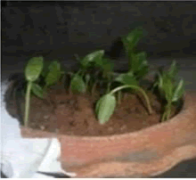 journal-biodeversity-treated journal-biodeversity-treated