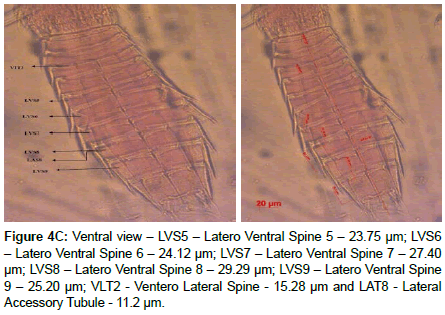 marine-biology-Accessory-Tubule