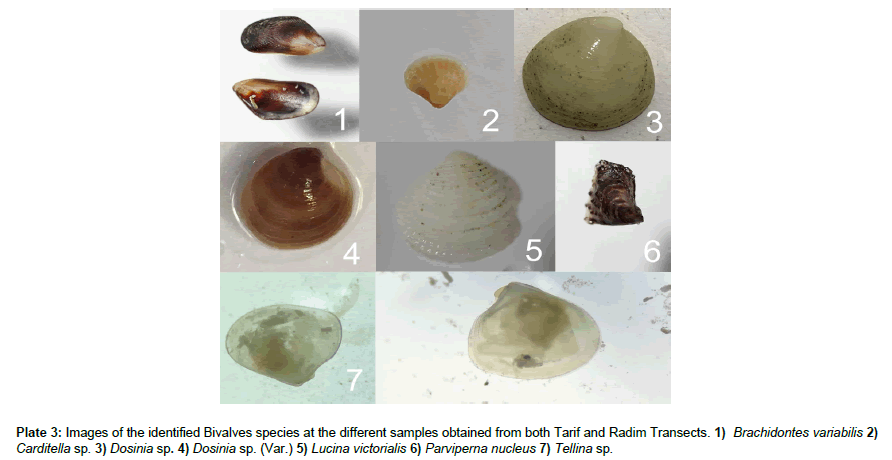 marine-biology-Bivalves-species