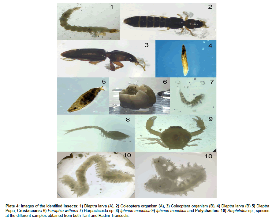 marine-biology-Coleoptera-organism