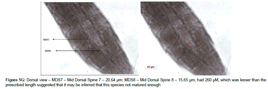 marine-biology-Dorsal