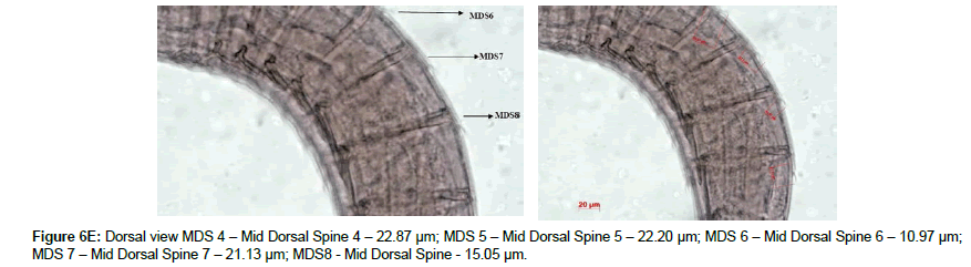marine-biology-Dorsal