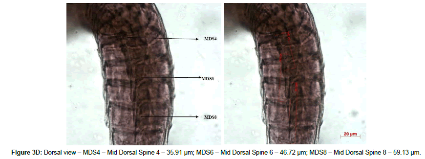 marine-biology-Dorsal-view