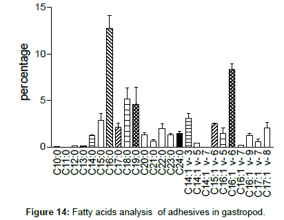 marine-biology-Fatty-gastropod