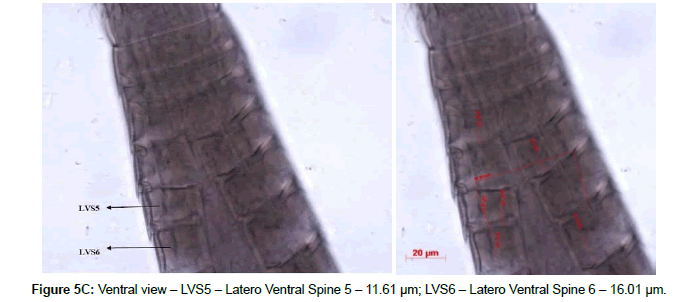 marine-biology-Latero-Ventral