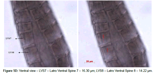 marine-biology-Latro-Ventral